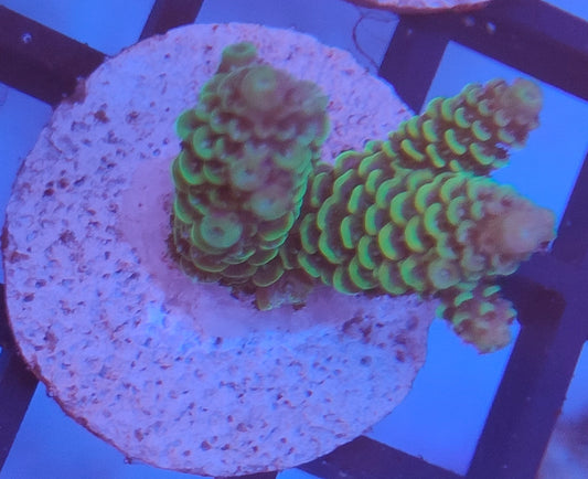 Acropora Fiji WYSIWYG A33