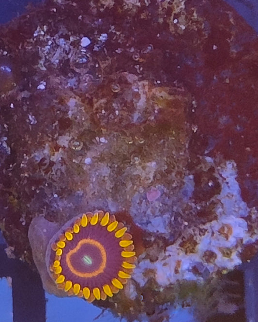 Zoanthus red hornet WYSIWYG Z6