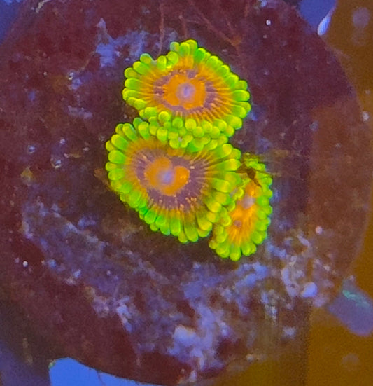 Zoanthus mind trick WYSIWYG Z7