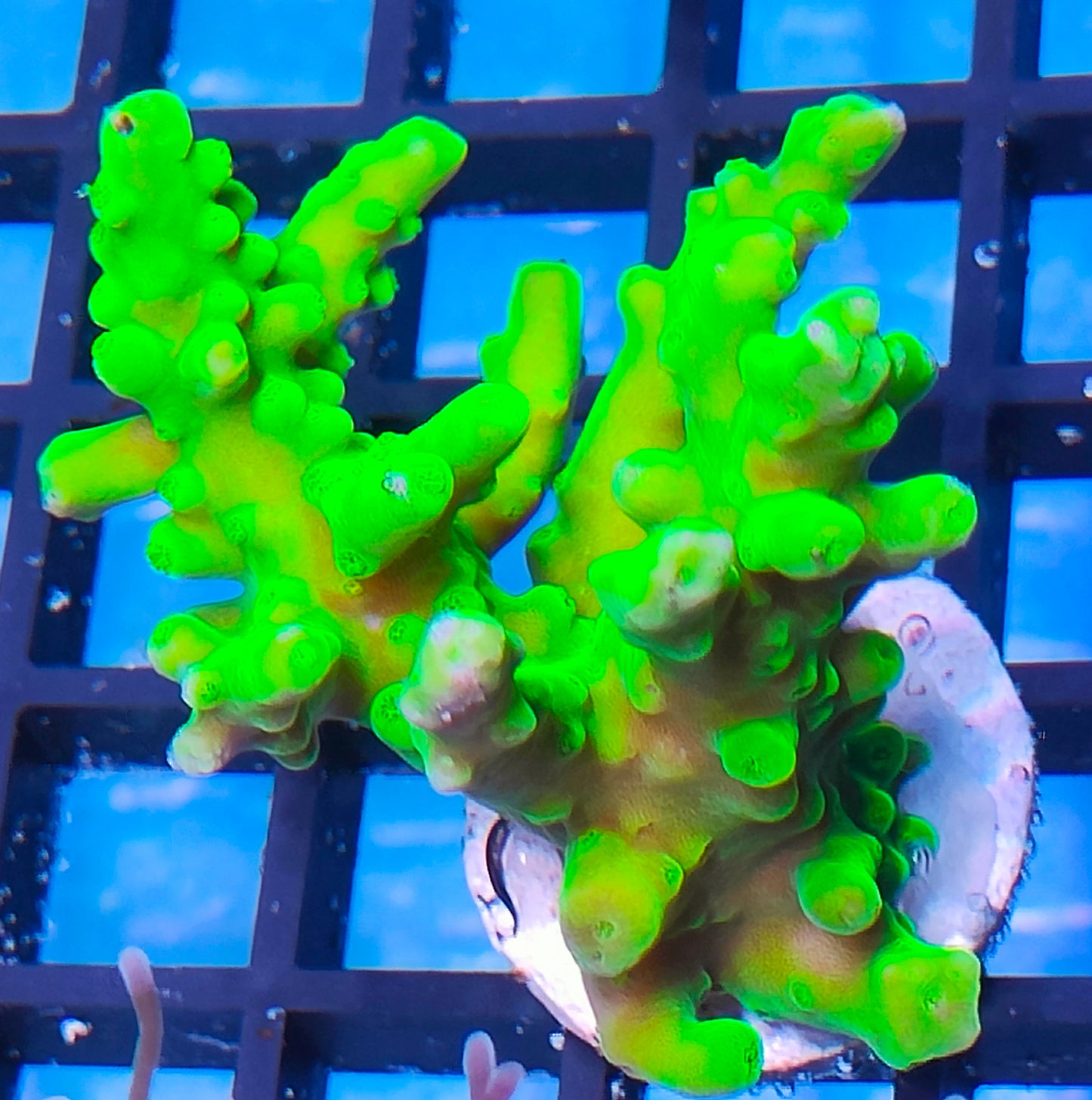 Acropora Austera  WYSIWYG A5