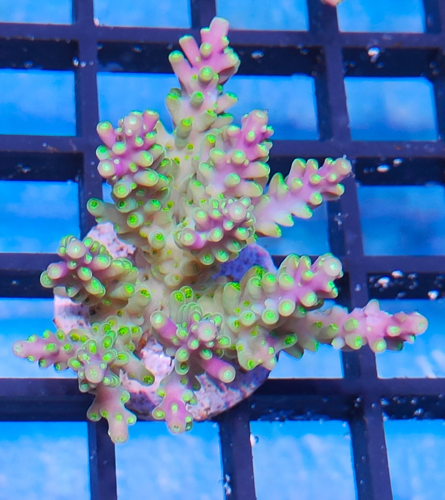 Acropora Fiji  WYSIWYG A2