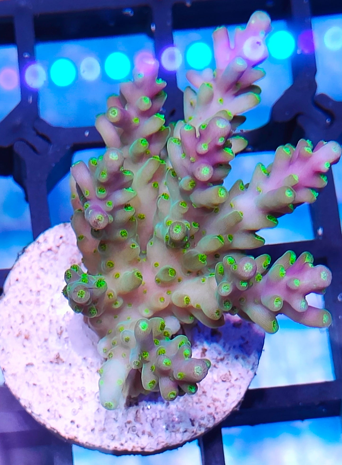 Acropora Fiji  WYSIWYG A3