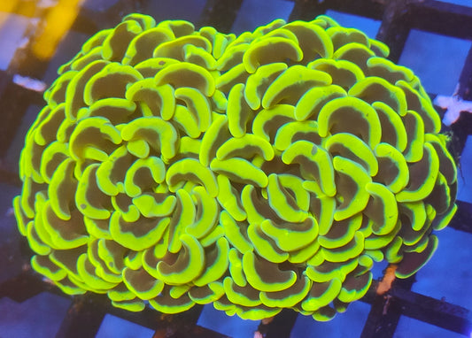 euphyllia ancora gold WYSIWYG E11