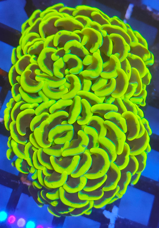 euphyllia ancora gold WYSIWYG E12