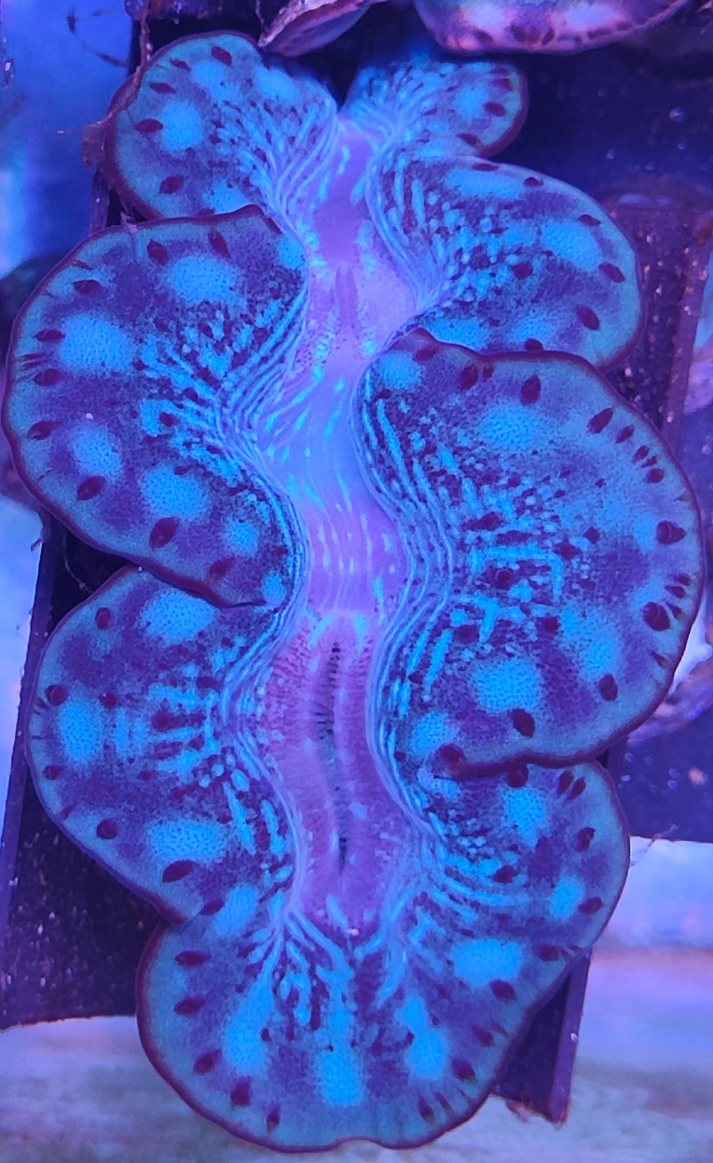 Tridacna Maxima 5-7cm WYSIWYG B5