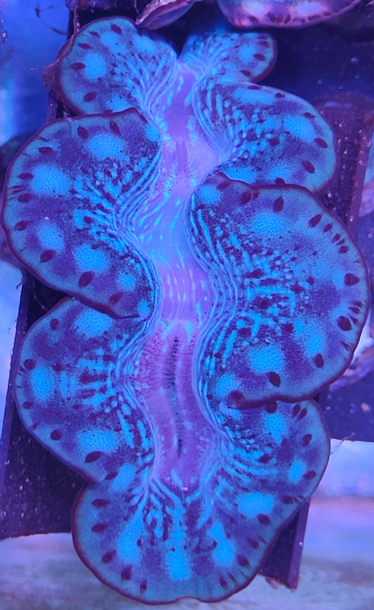 Tridacna Maxima 5-7cm WYSIWYG B5