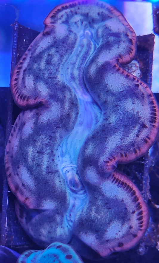 Tridacna Maxima 5-7cm WYSIWYG B9