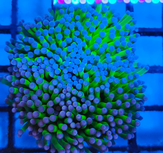 euphyllia glabrescens WYSIWYG E6