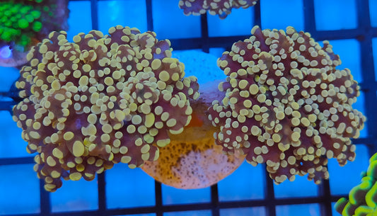 euphyllia yaeyamensis orange WYSIWYG E21