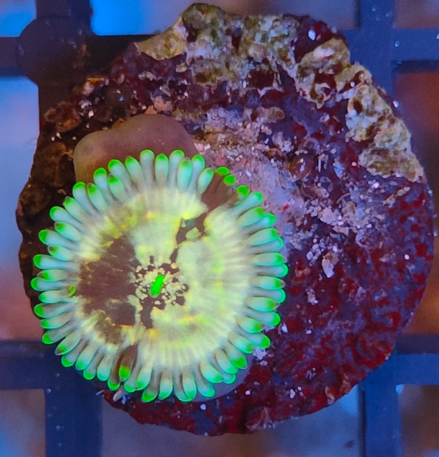 Zoanthus Hawaian  people eater WYSIWYG Z5