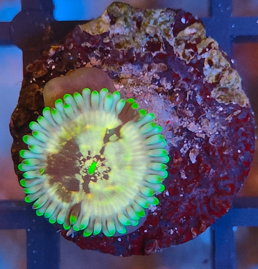 Zoanthus Hawaian  people eater WYSIWYG Z5