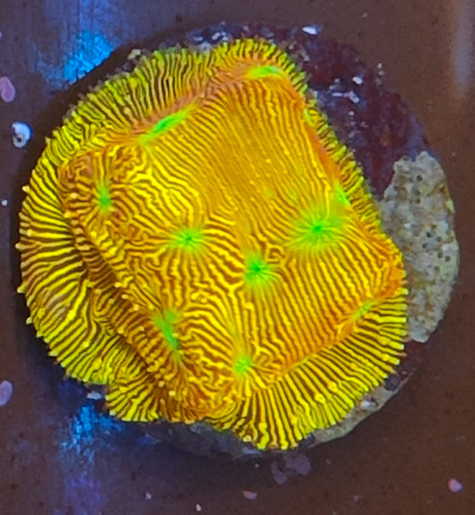 leptastrea jack o lantern WYSIWYG N11