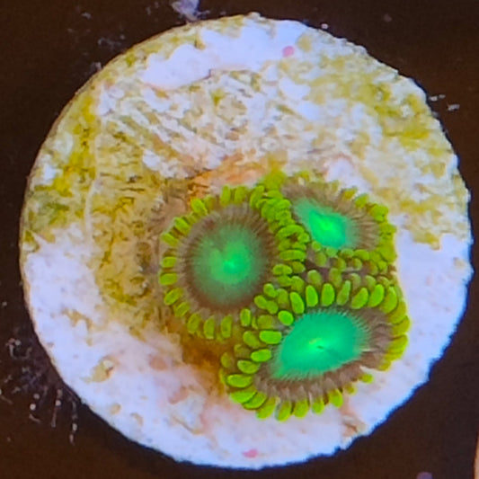 zoanthus green lantern WYSIWYG N12