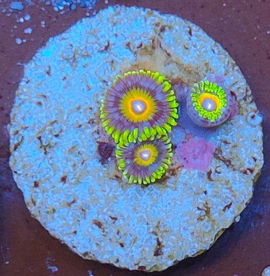 zoanthus supersaiyan WYSIWYG N15