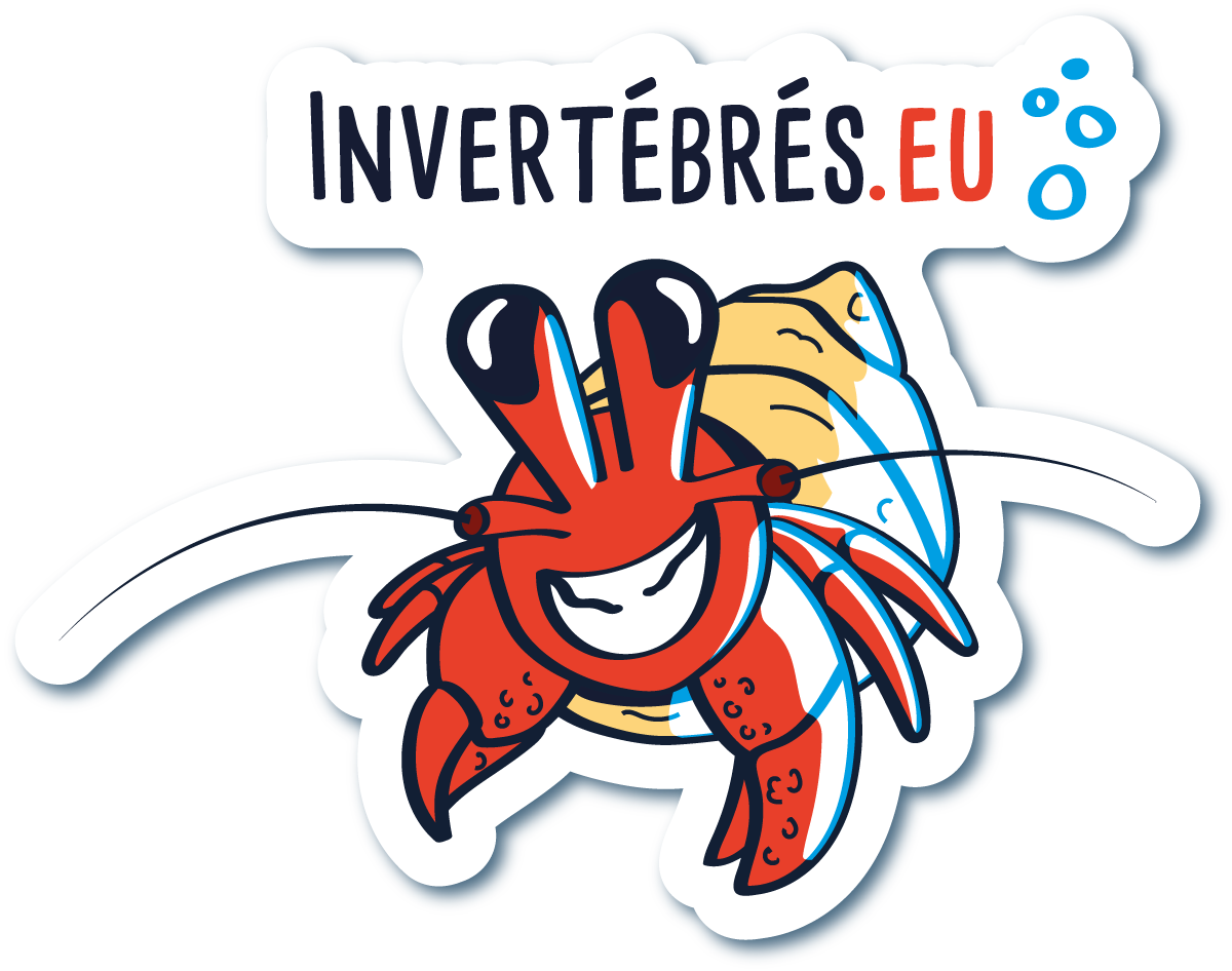 Bienvenue sur invertébrés.eu, spécialisé en envoi d'invertébrés marins et eau douce!