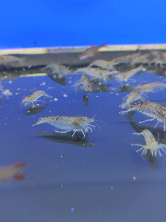 Caridina Japonica
